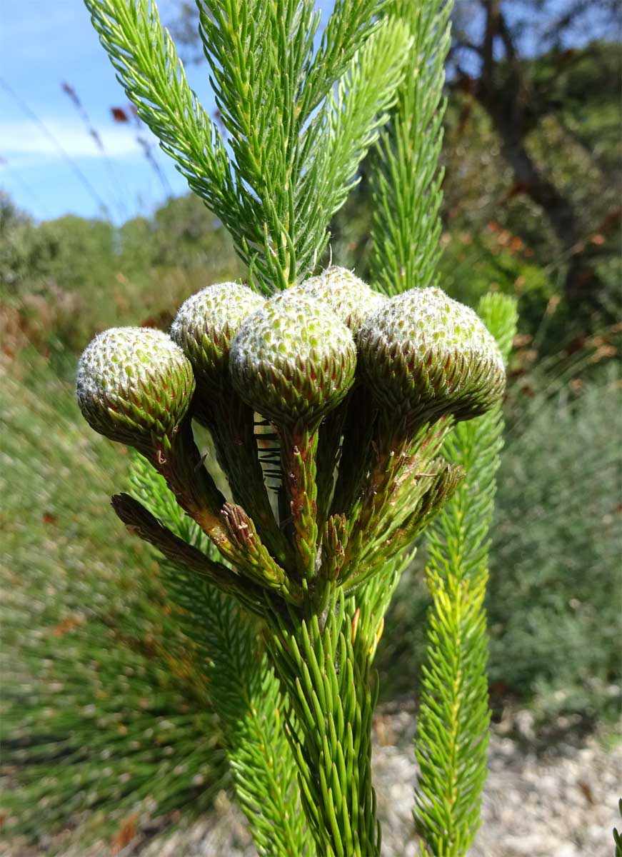 Изображение особи Berzelia albiflora.