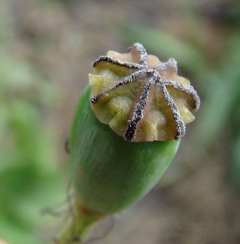 Изображение особи Papaver stevenianum.