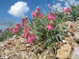 Hedysarum talassicum. Цветущее растение в сообществе с Allium carolinianum (листья на переднем плане). Южный Казахстан, Таласский Алатау, запов. Аксу-Джабаглы, пер. Улькен-Каинды, 2800 м н.у.м., пригребневая часть каменистого склона сев. экспозиции. 11 июня 2017 г.