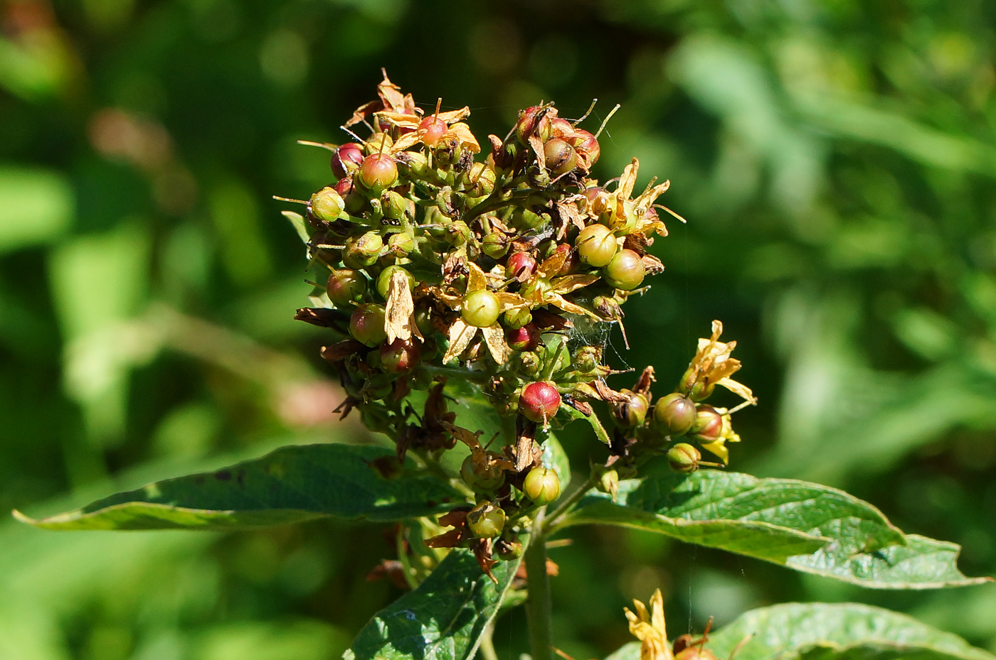 Image of Lysimachia vulgaris specimen.