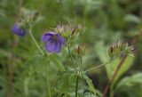 Geranium erianthum. Верхушка отцветающего побега. Сахалинская обл., Охинский р-н; п-в Шмидта, бассейн р. Пильво, берег ручья Сухарный. 14.07.2017.