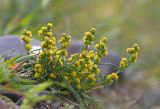 Artemisia palustris. Цветущее растение. Забайкальский край, Даурия, Торейские озёра, окр. дер. Кулусутай, злаково-разнотравная степь. 04.09.2015.