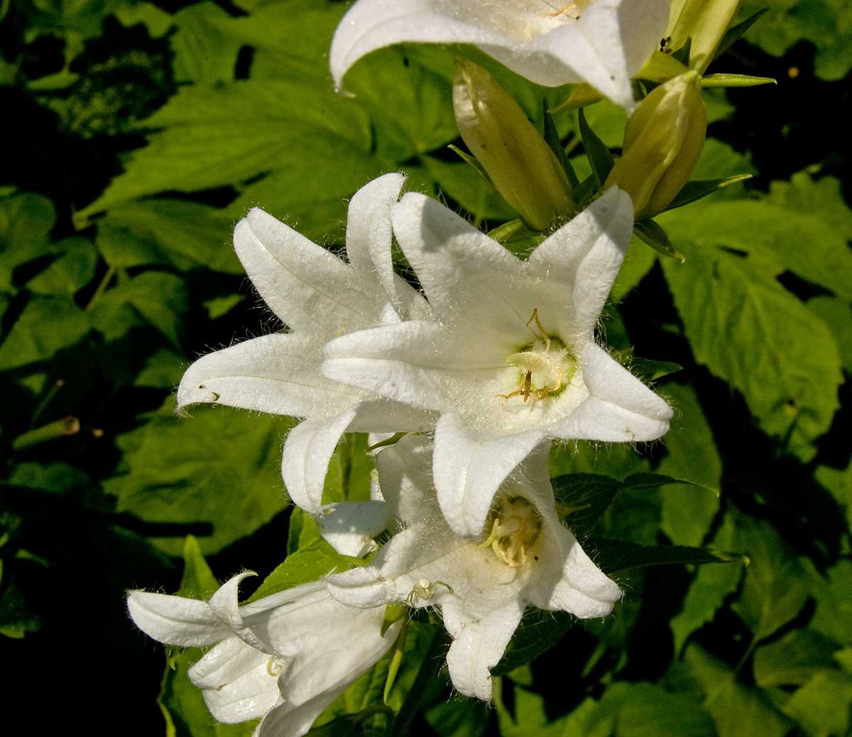 Изображение особи Campanula latifolia.