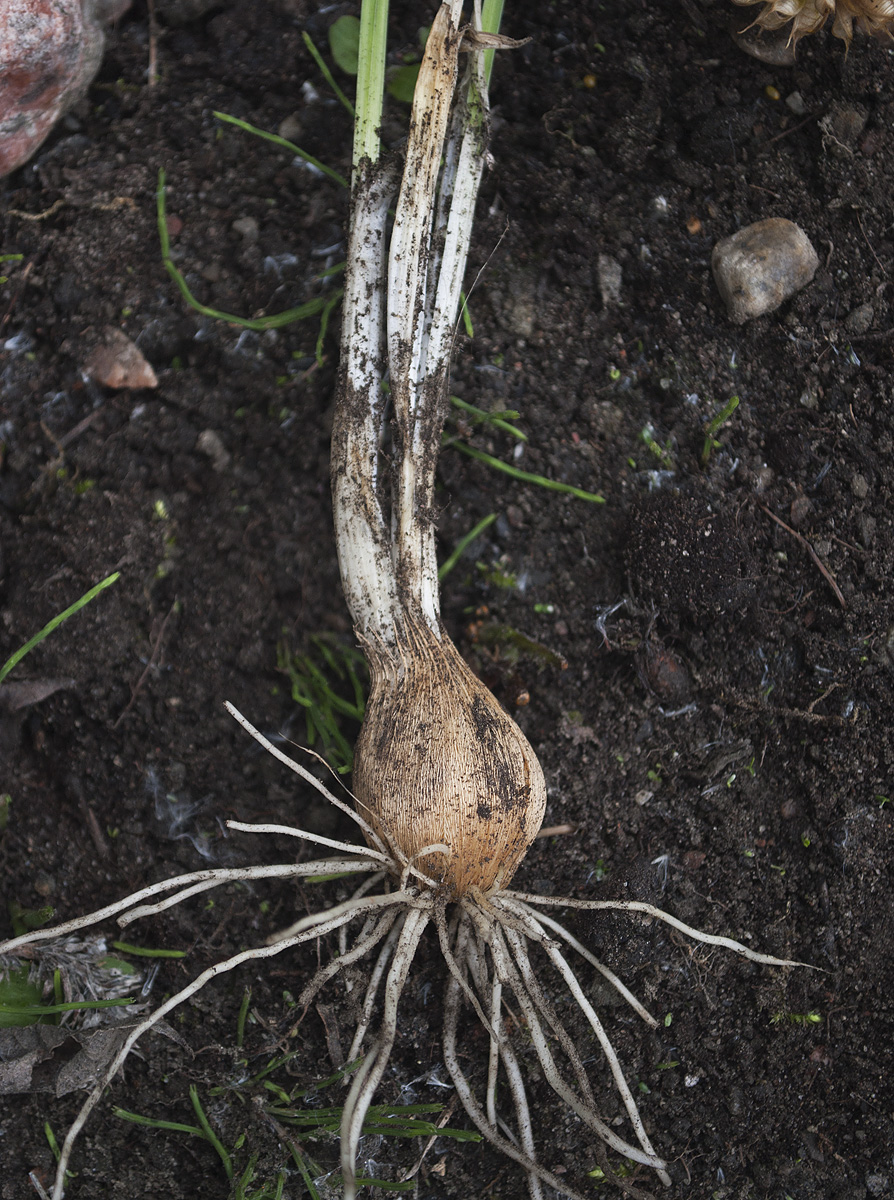 Изображение особи Iridodictyum reticulatum.