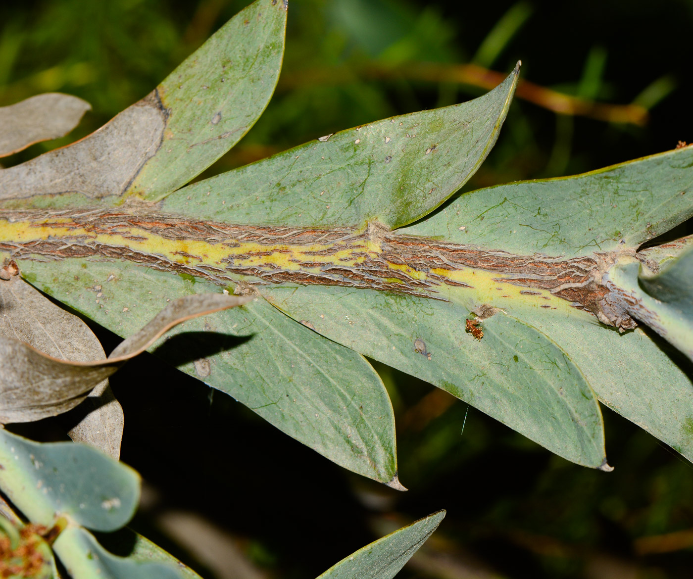 Изображение особи Acacia glaucoptera.