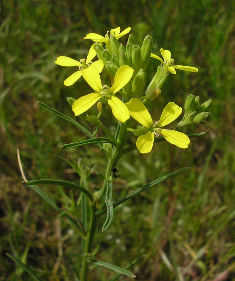 Image of Erysimum canescens specimen.