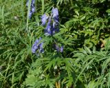 Aconitum maximum