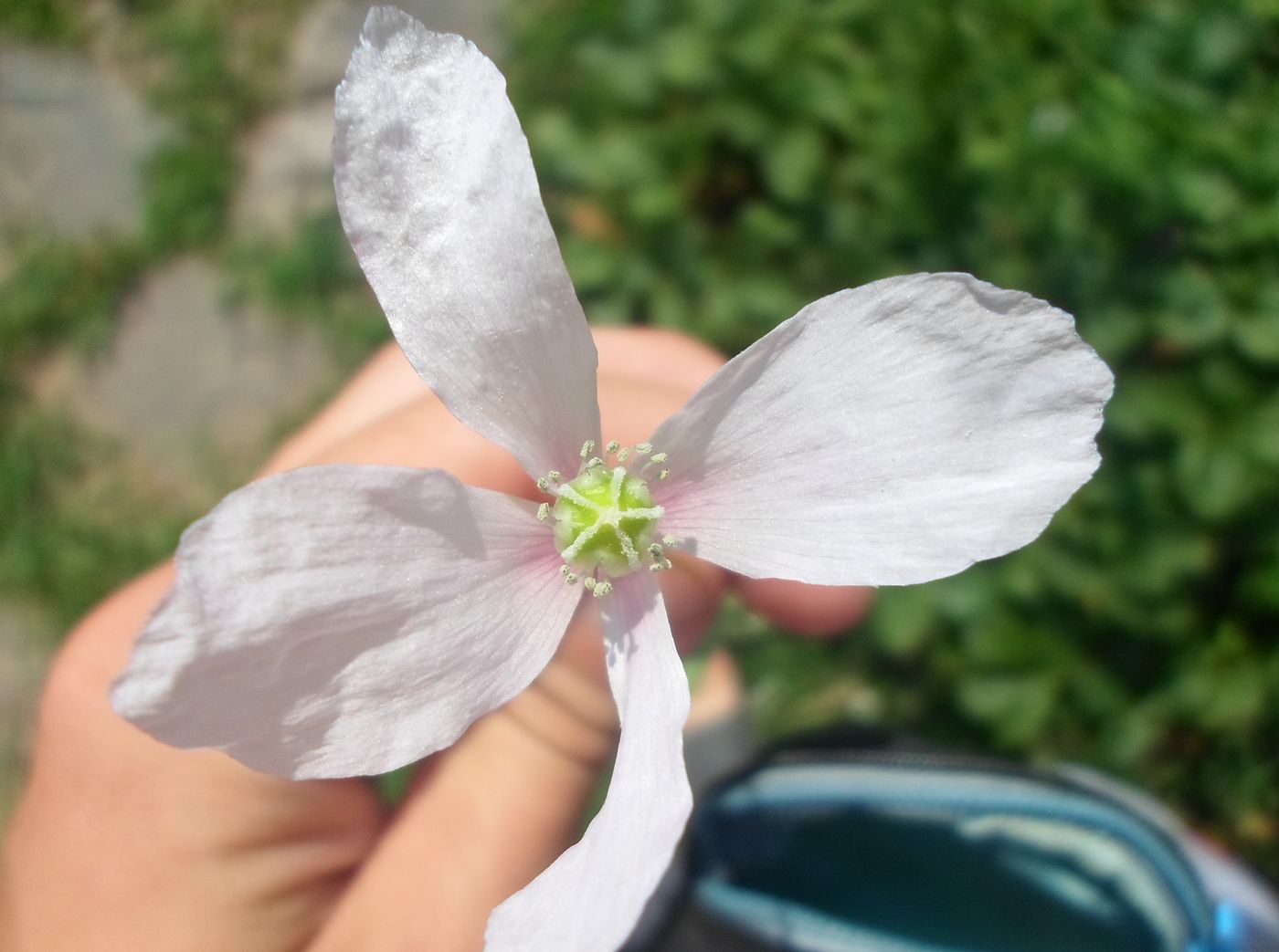 Image of Papaver somniferum specimen.