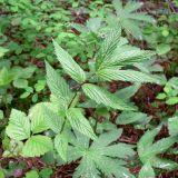 Filipendula ulmaria