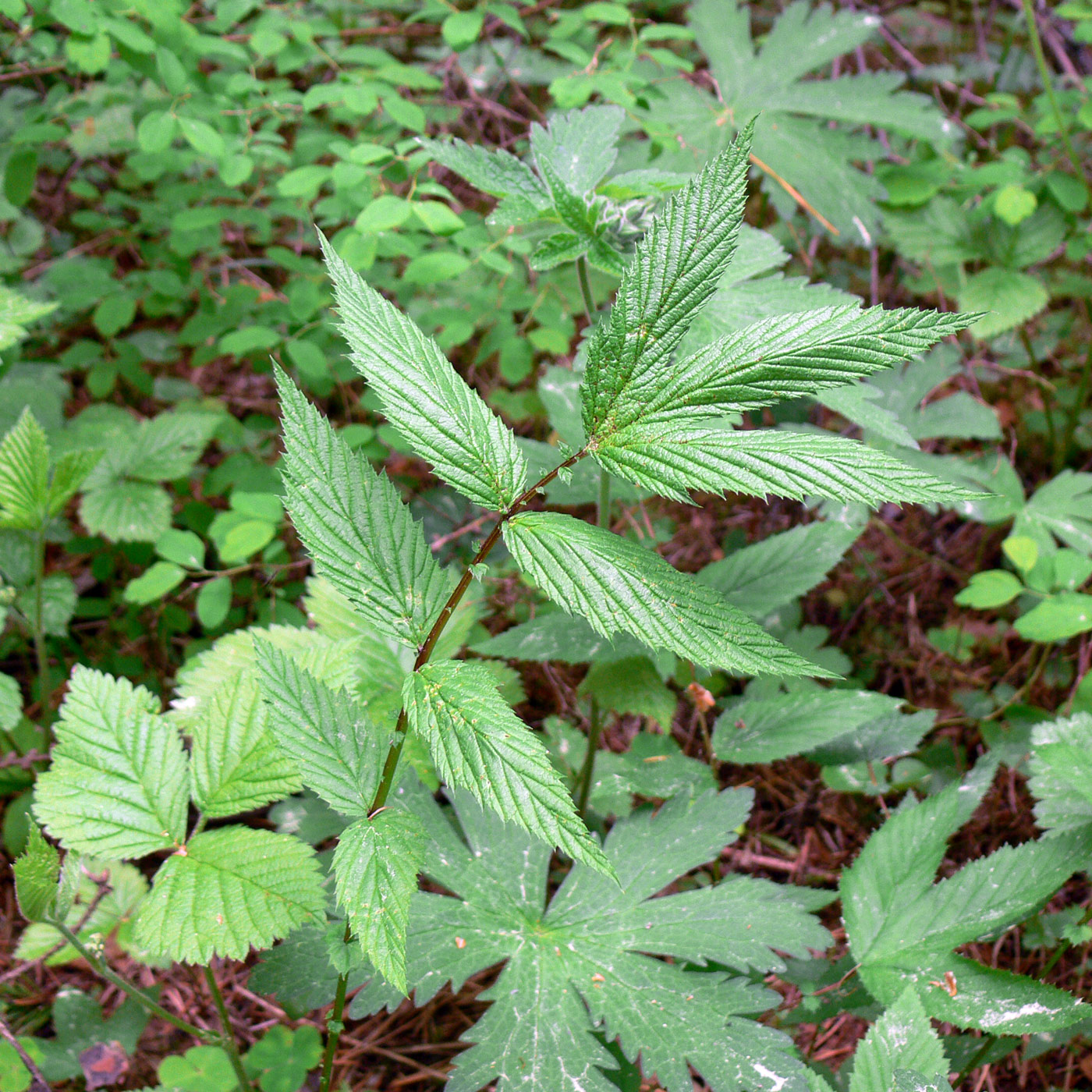 Image of Filipendula ulmaria specimen.