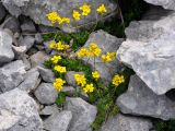 Draba scabra. Цветущие растения. Адыгея, Фишт-Оштеновский массив, гора Оштен, ≈ 2700 м н.у.м., каменистая осыпь. 06.07.2017.