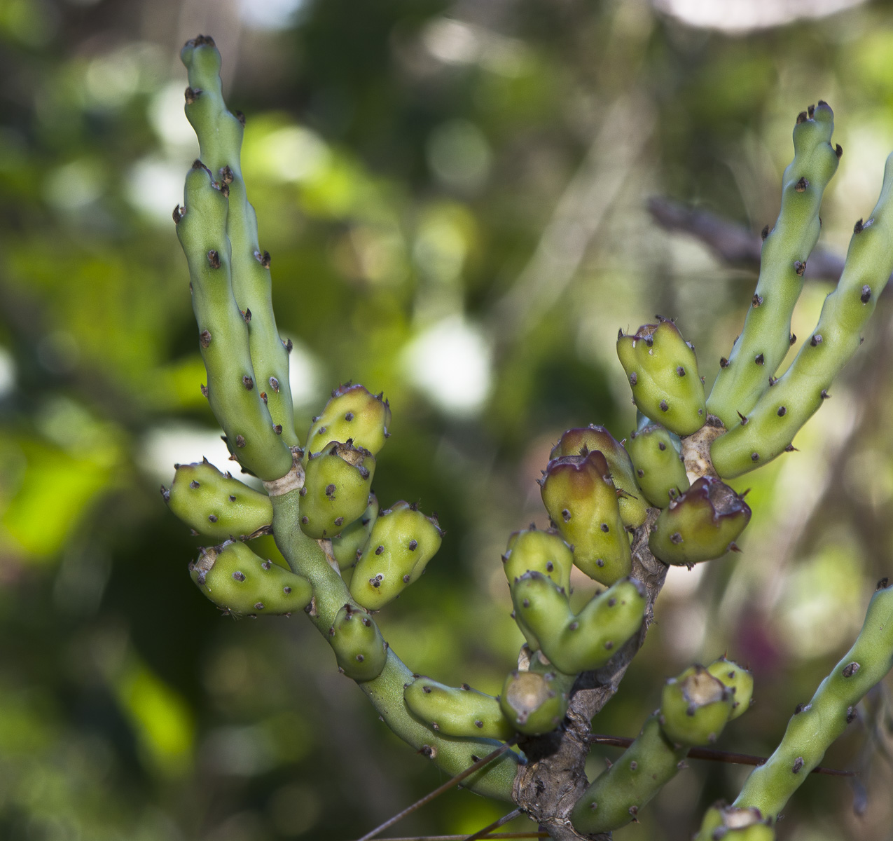 Изображение особи Cylindropuntia leptocaulis.