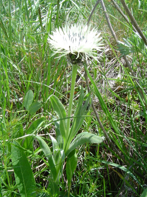 Изображение особи Centaurea cheiranthifolia.