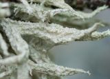 Evernia mesomorpha