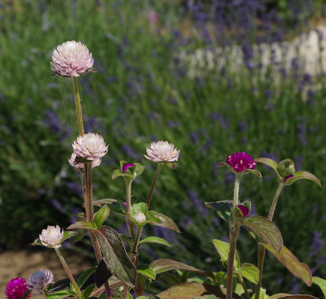 Image of Gomphrena globosa specimen.