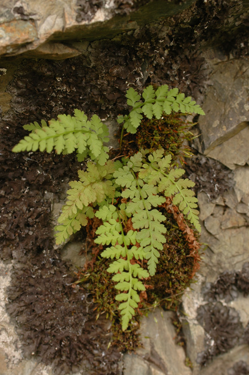 Изображение особи Cystopteris fragilis.