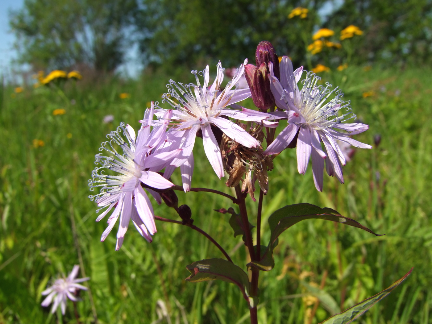 Image of Lactuca sibirica specimen.