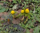 Eranthis hyemalis