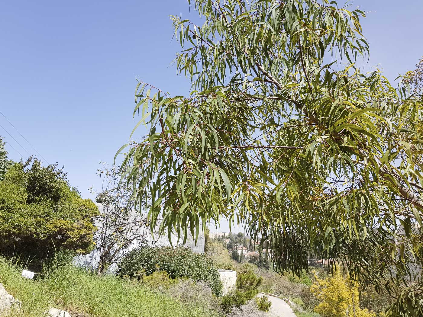 Image of Eucalyptus erythrocorys specimen.