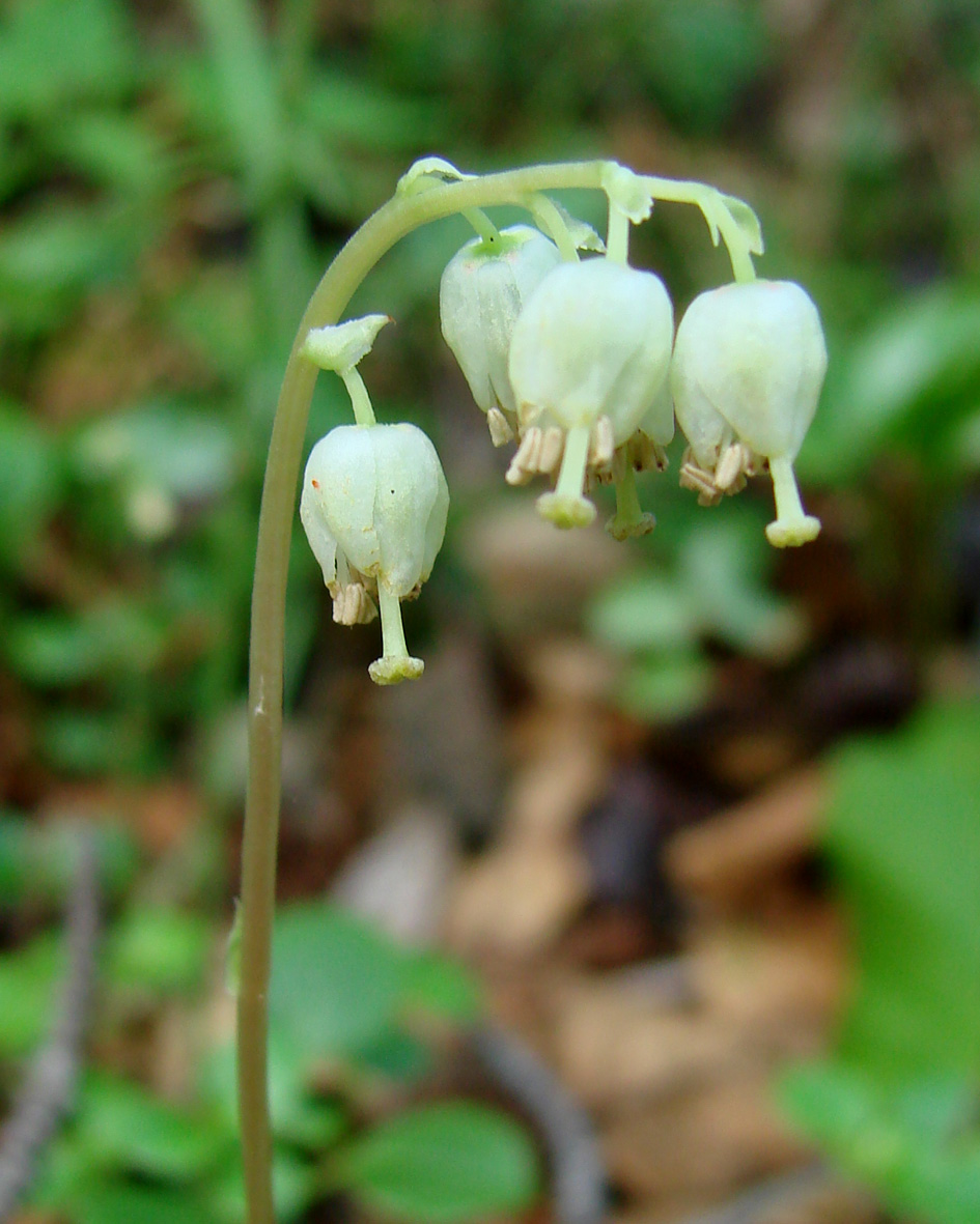 Изображение особи Orthilia obtusata.