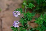 Pelargonium graveolens. Верхушка цветущего растения. Израиль, г. Бат-Ям, в саду. 17.04.2018.