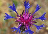 Centaurea depressa