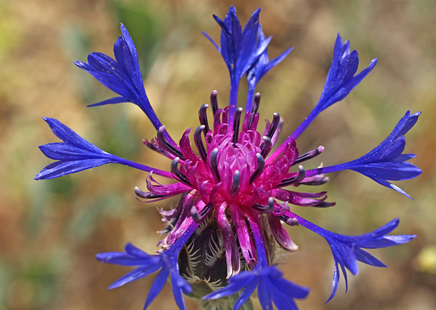 Image of Centaurea depressa specimen.