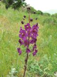 Verbascum phoeniceum