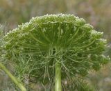 Visnaga daucoides