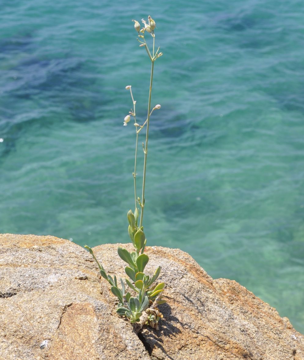 Image of Oberna fabaria specimen.