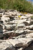 Anthemis tinctoria. Угнетённое цветущее растение (внизу - побеги Sedum acre). Псковская обл., Псковский р-н, окр. погоста Выбуты, берег р. Великая, верхняя часть известнякового обрыва. 26.06.2018.