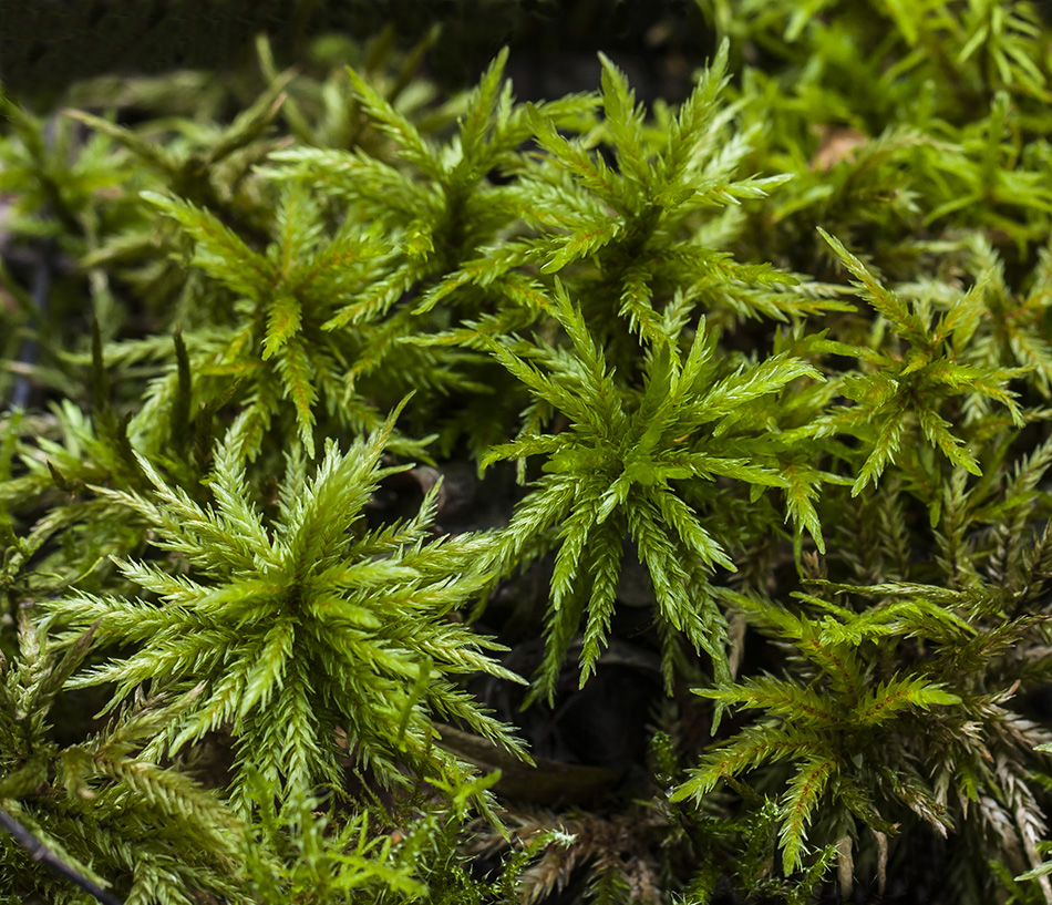 Изображение особи Climacium dendroides.