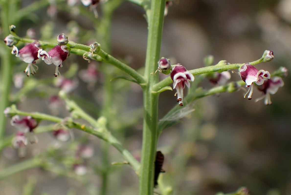 Изображение особи Scrophularia bicolor.