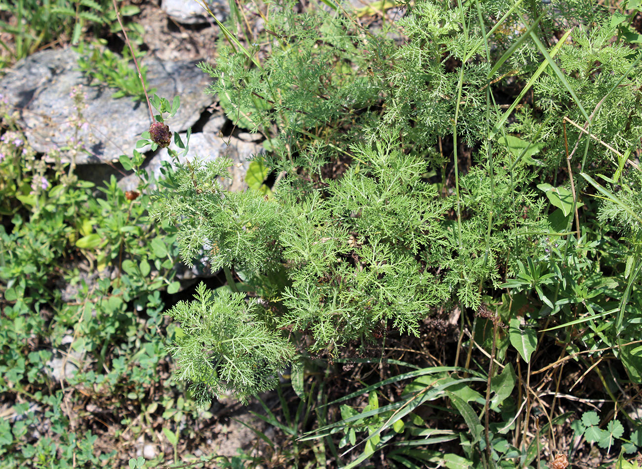 Image of Artemisia chamaemelifolia specimen.