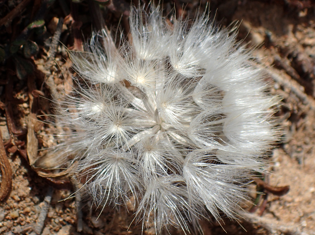 Image of Scorzonera cana specimen.
