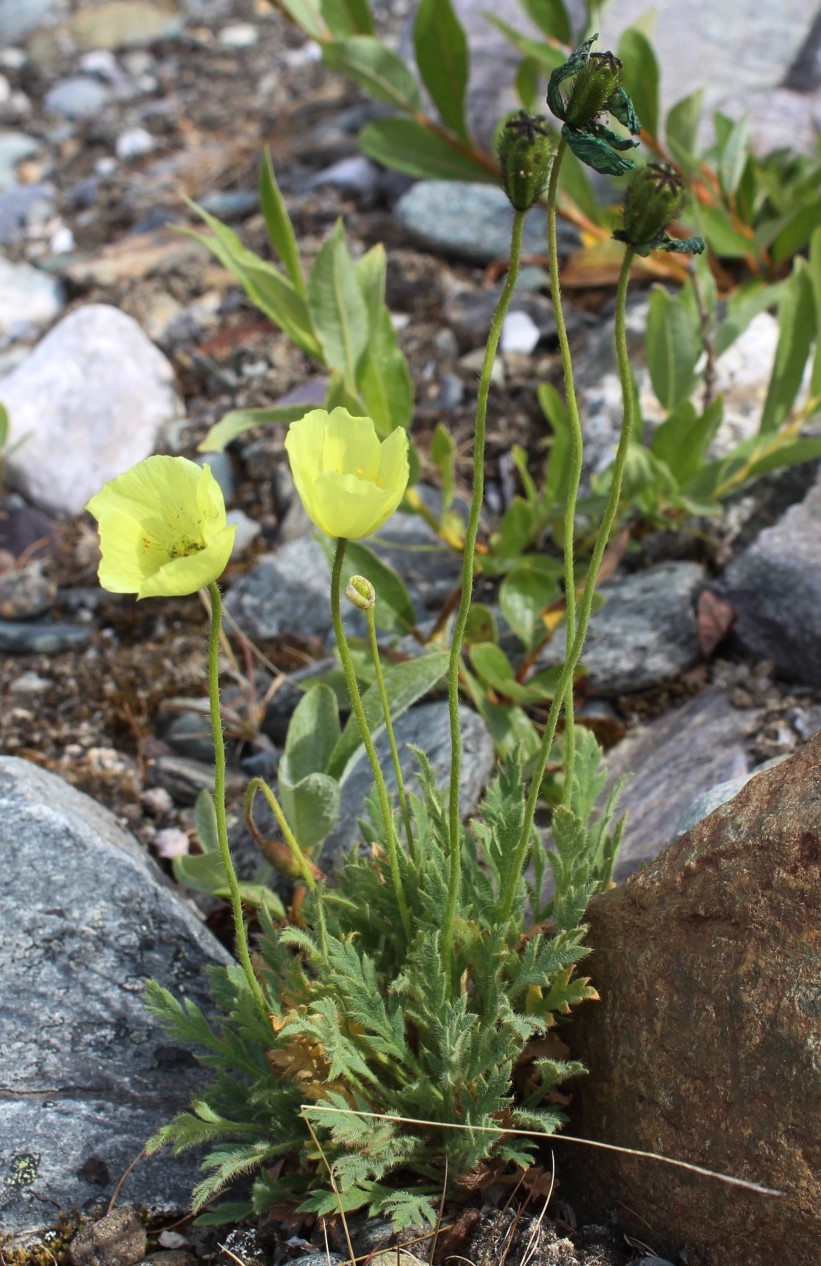 Image of Papaver lapponicum ssp. jugoricum specimen.