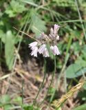 Allium kunthianum