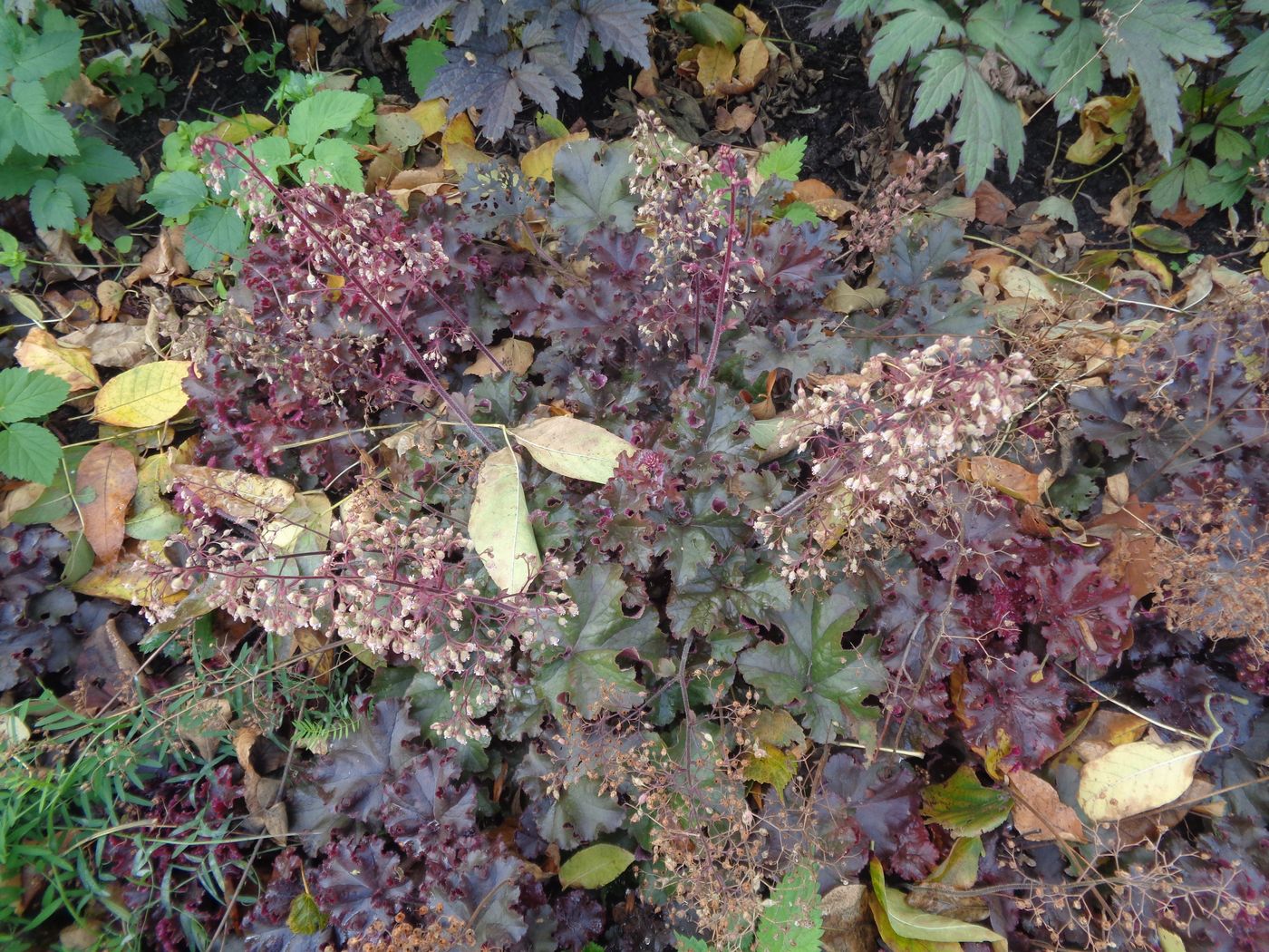 Image of Heuchera &times; hybrida specimen.