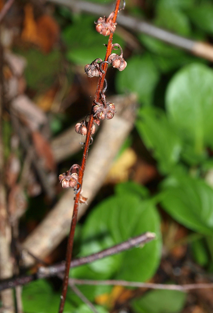 Изображение особи Pyrola rotundifolia.