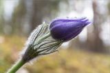 Pulsatilla patens. Верхушка расцветающего растения. Псковская обл., Пустошкинский р-н, крутой склон берега озера, зеленомошный сосновый лес с участием Betula. 05.05.2018.