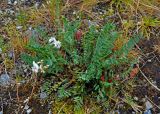 Oxytropis sordida. Цветущее и плодоносящее растение. Мурманская обл., Хибины, долина р. Кунийок, берег реки. 06.08.2018.