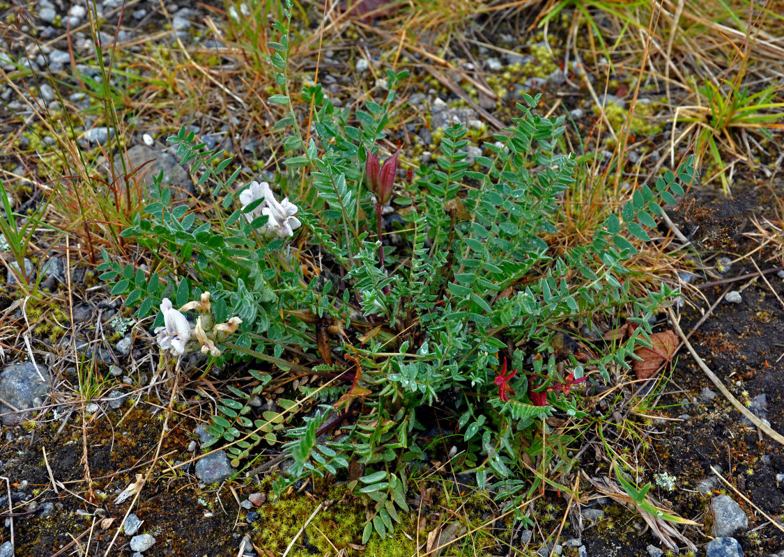 Image of Oxytropis sordida specimen.