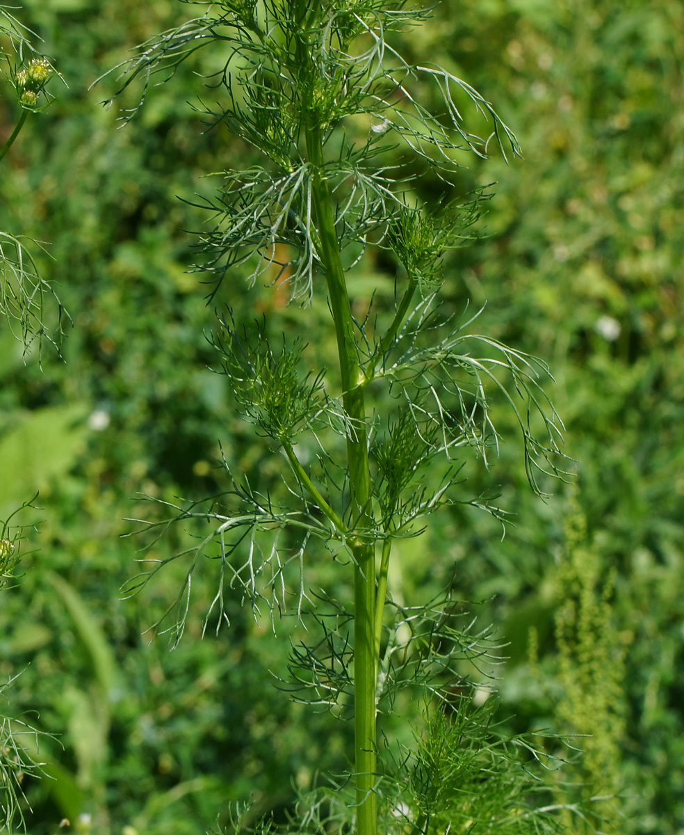 Image of Tripleurospermum inodorum specimen.