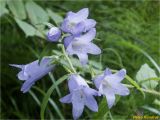 Campanula trachelium. Верхушка цветущего растения. Украина, Ивано-Франковская обл., Болеховский горсовет, Поляницкий сельсовет, Поляницкий региональный ландшафтный парк, берег р. Сукель, заросший кустарником луг. 22.07.2018.