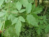 Acer variety californicum