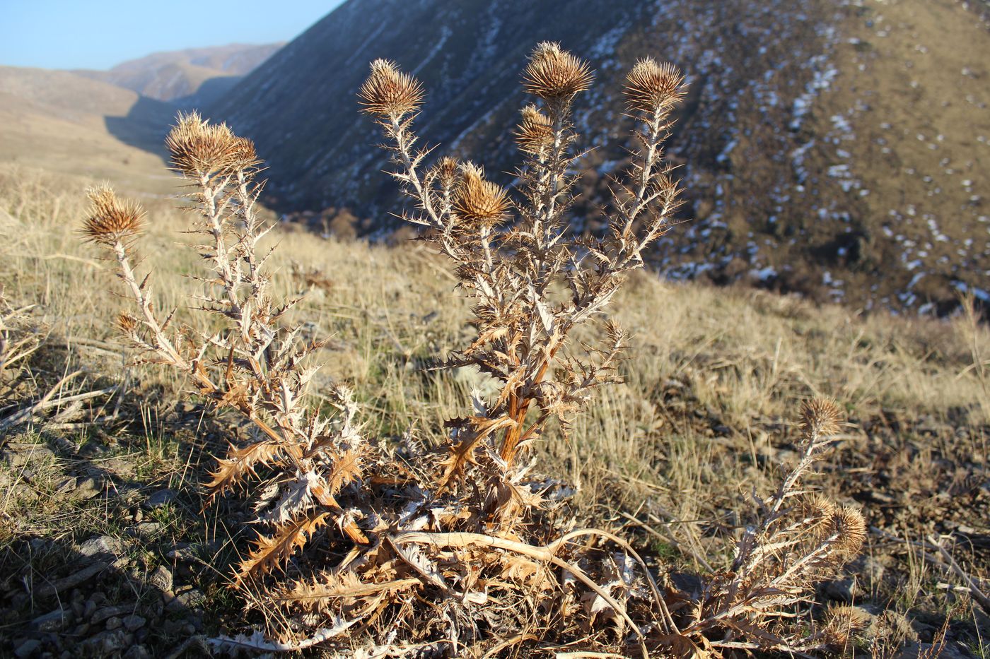 Изображение особи Olgaea pectinata.