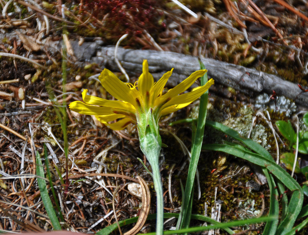 Image of Scorzonera radiata specimen.