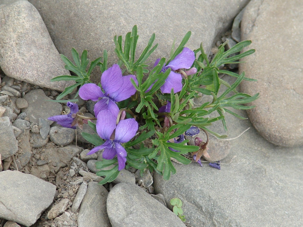 Изображение особи Viola dissecta.