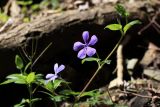 Vinca pubescens