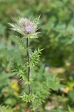 Cirsium obvallatum